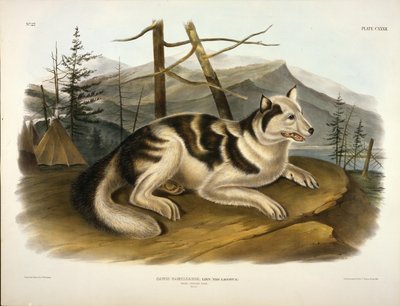 Hare Indian Dog by John Woodhouse Audubon